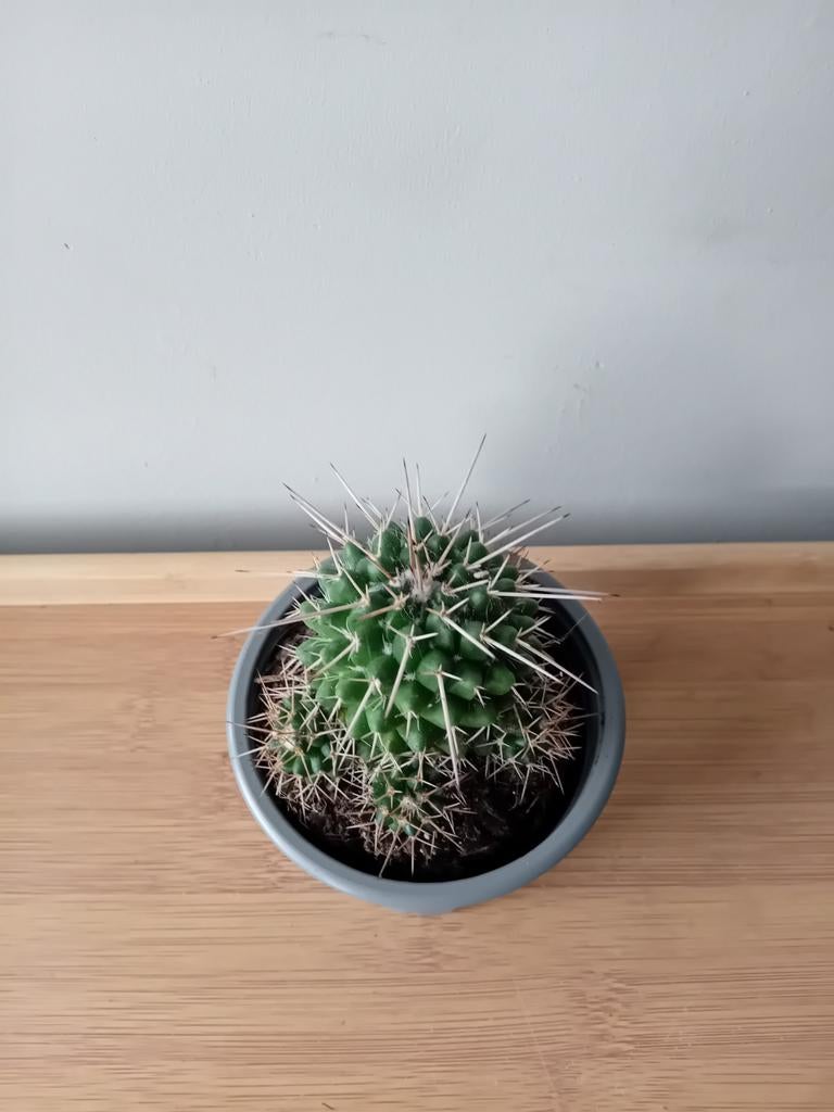 Cactus 15cm, Ophalen, Minder dan 100 cm, In pot, Cactus