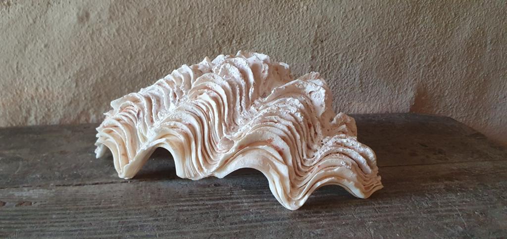 Doopvondschelp, Verzamelen, Mineralen en Fossielen, Ophalen of Verzenden, Schelp(en)