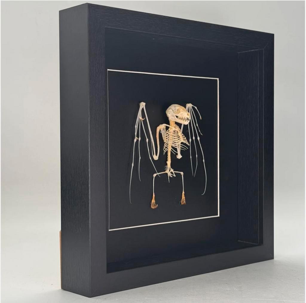 Vleermuis skelet in luxe lijst  25x25 vm, Verzamelen, Dierenverzamelingen, Ophalen of Verzenden, Nieuw, Overige soorten, Schedel