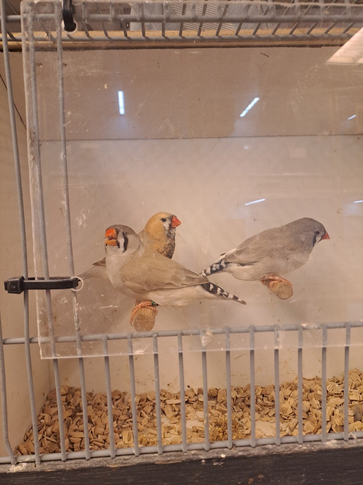 Zebravinken koppels, Dieren en Toebehoren, Vogels | Overige Vogels, Meerdere dieren, Geringd