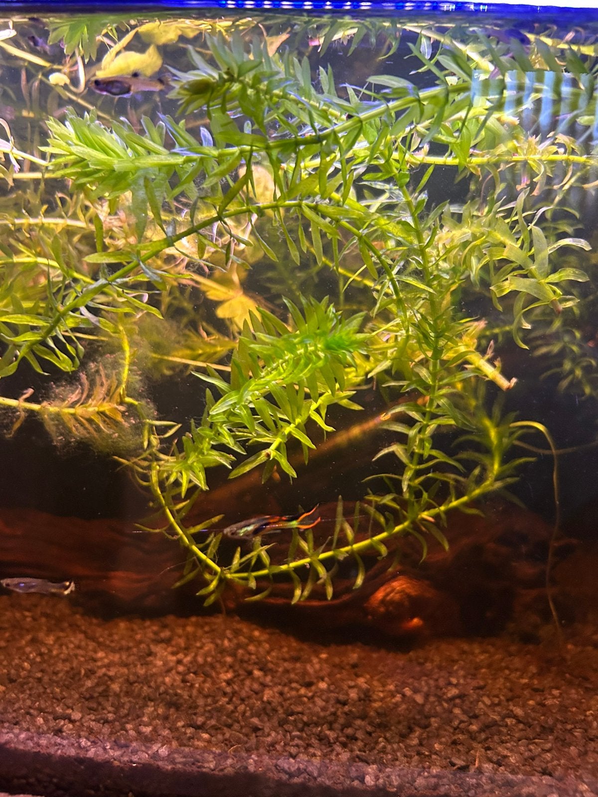 Endler guppen 10 stuks €8,-, Vis, Zoetwatervis, Schoolvis