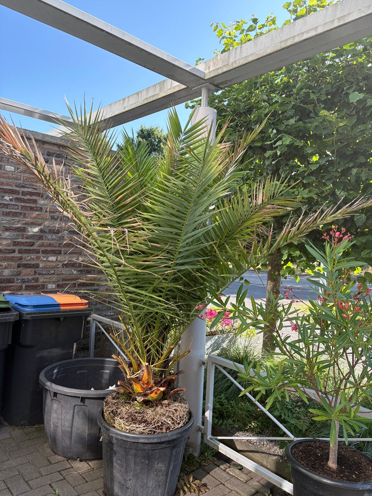 Super gave en zeer grote oude Phoenix canariensis palmboom!, 100 tot 250 cm, Zomer, Palmboom, Ophalen