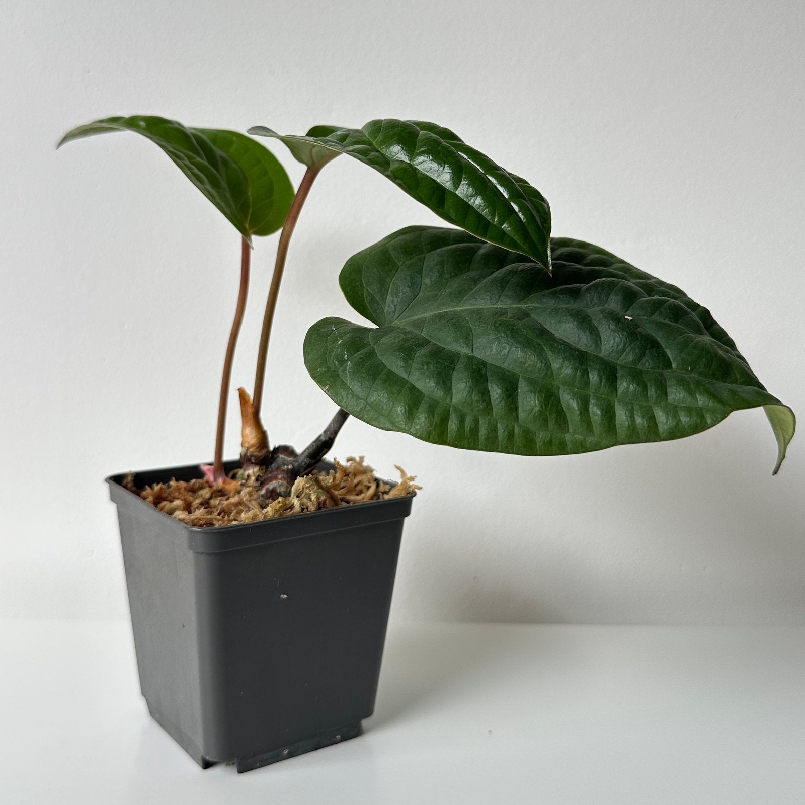 Anthurium radicans stek clone - species, GEEN hybrid, Ophalen of Verzenden, Halfschaduw, Minder dan 100 cm