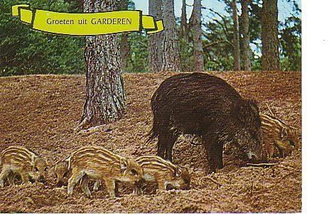 Ansichtkaart	Garderen	Wild zwijn	met jongen, Verzenden, 1960 tot 1980, Gelopen, Gelderland