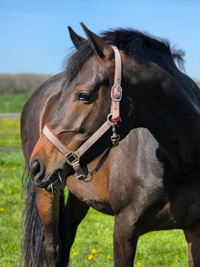 Prachtige lieve merrie te koop, Merrie