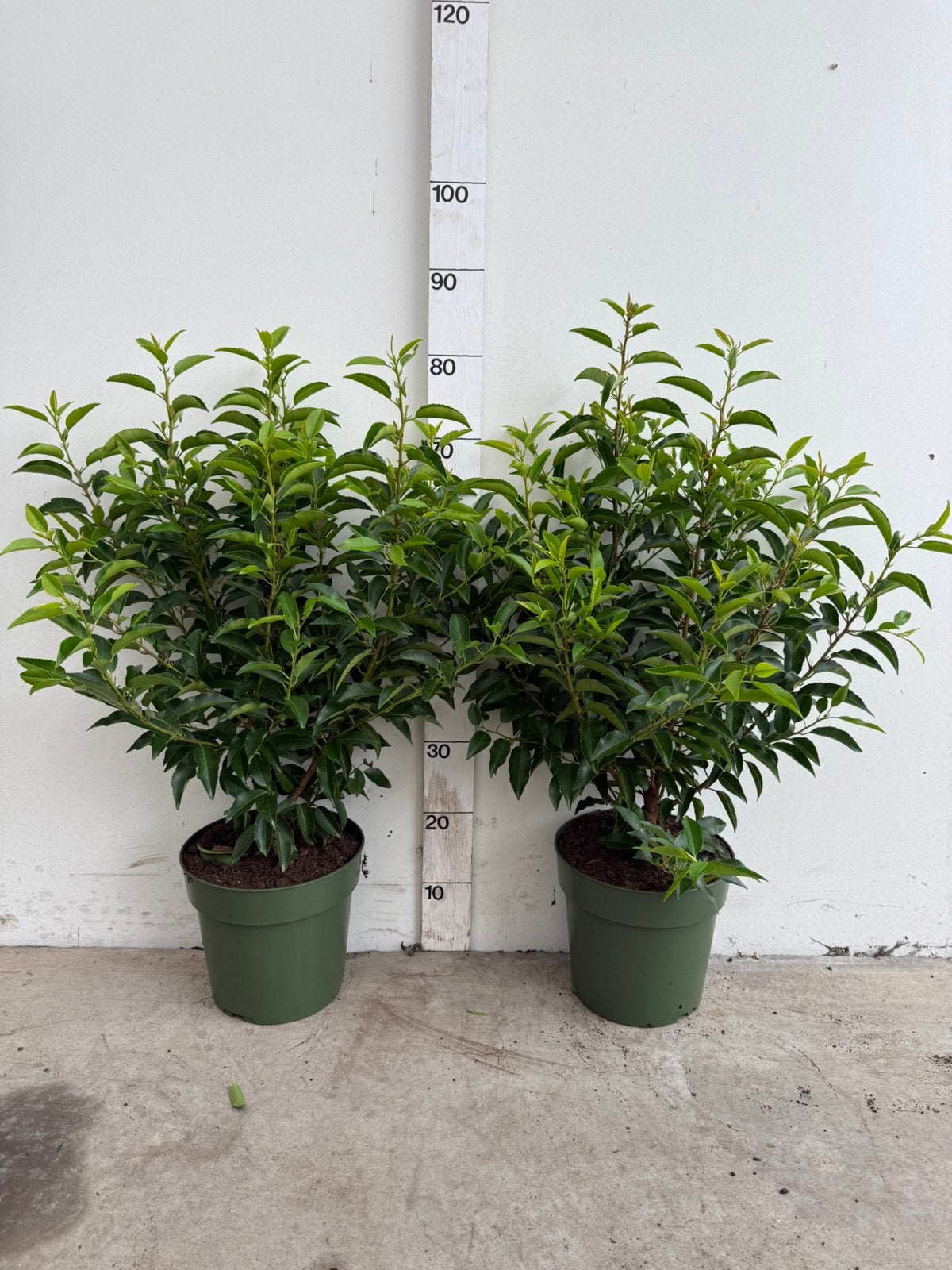 Portugese laurier in alle maten!, Ophalen, Laurier, 100 tot 250 cm
