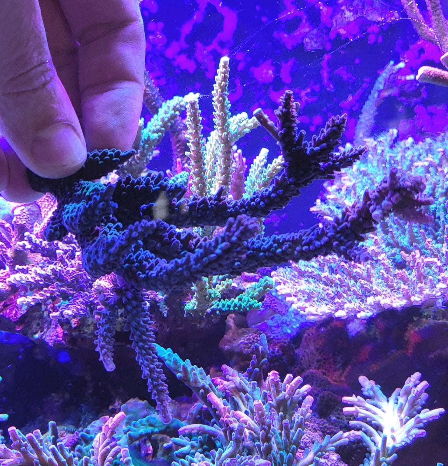 acropora blauw/ turquois, Dieren en Toebehoren, Vis