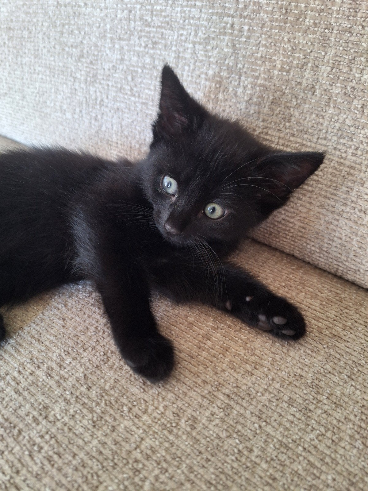 Te koop, deze schattige, lieve, helemaal zwartje knuffel., Meerdere dieren, Ontwormd