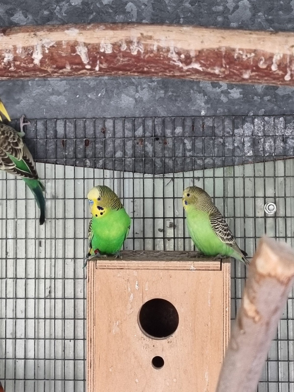 Wildkleur jonge grasparkieten, Dieren en Toebehoren, Vogels | Parkieten en Papegaaien, Meerdere dieren, Parkiet
