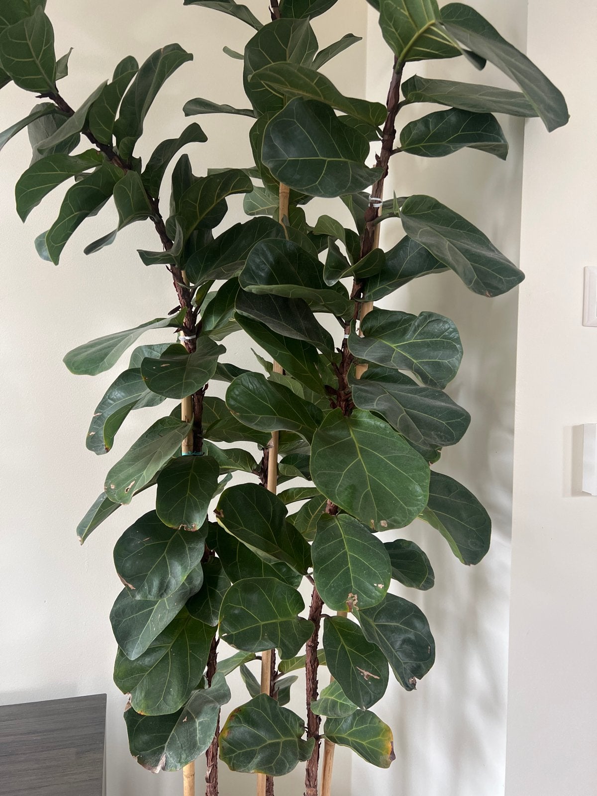 Grote Ficus Lyrata plant - 240 cm hoog, Ophalen, Ficus, 200 cm of meer, Halfschaduw