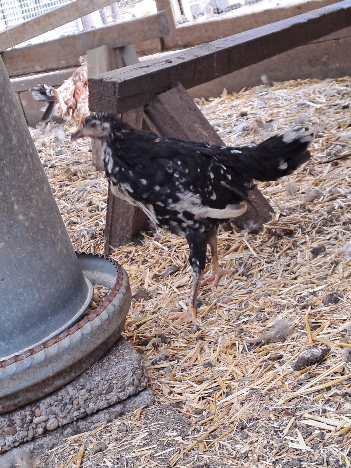 jonge leghennen, Dieren en Toebehoren, Pluimvee, Vrouwelijk, Kip
