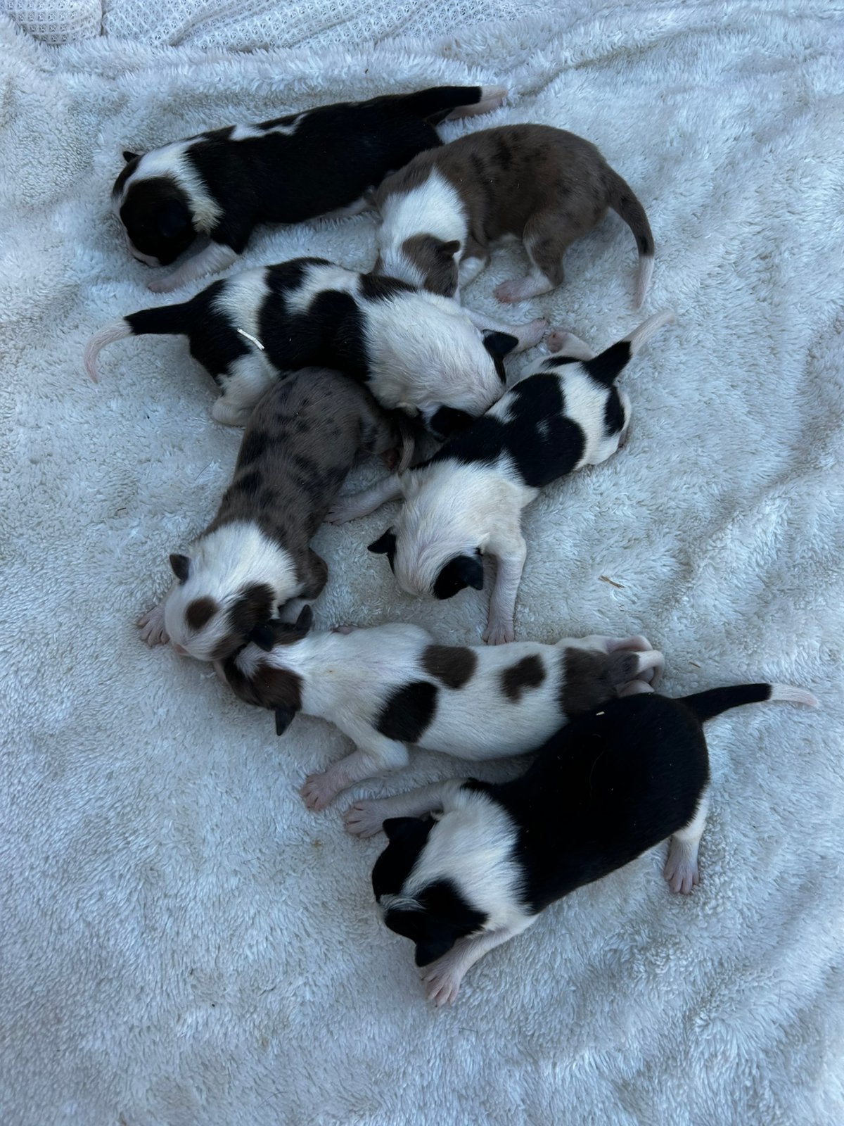 Bijzonder gekleurde border collie pups ️, Dieren en Toebehoren, Parvo, 8 tot 15 weken, Collie, Meerdere