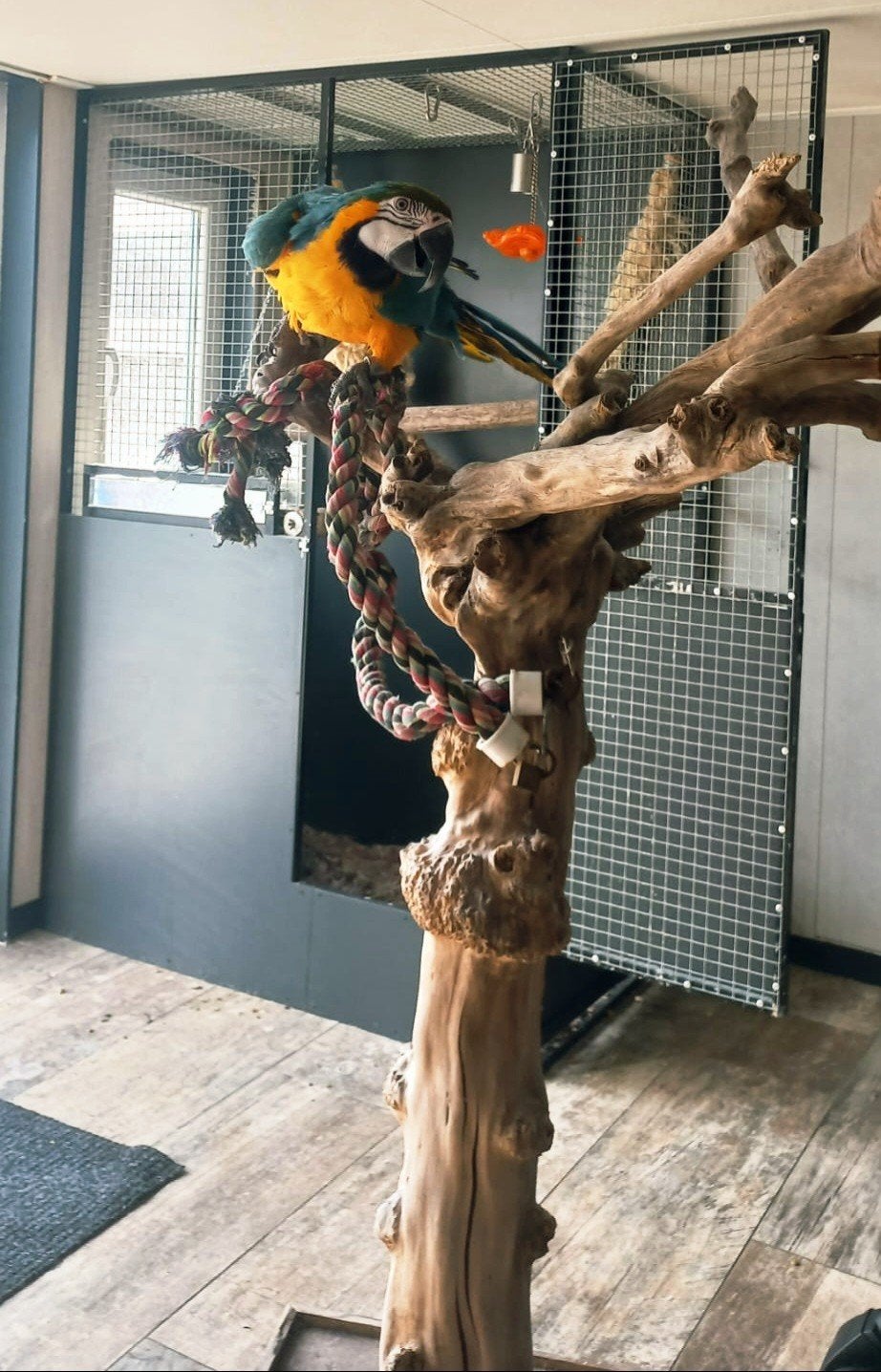 Prachtige Ara te koop (4 jaar oud, tam en pratend), Ophalen