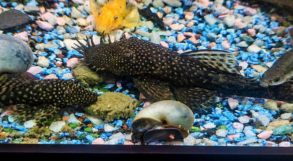 Ancistrus koppel, Dieren en Toebehoren, Vissen | Aquariumvissen, Vis