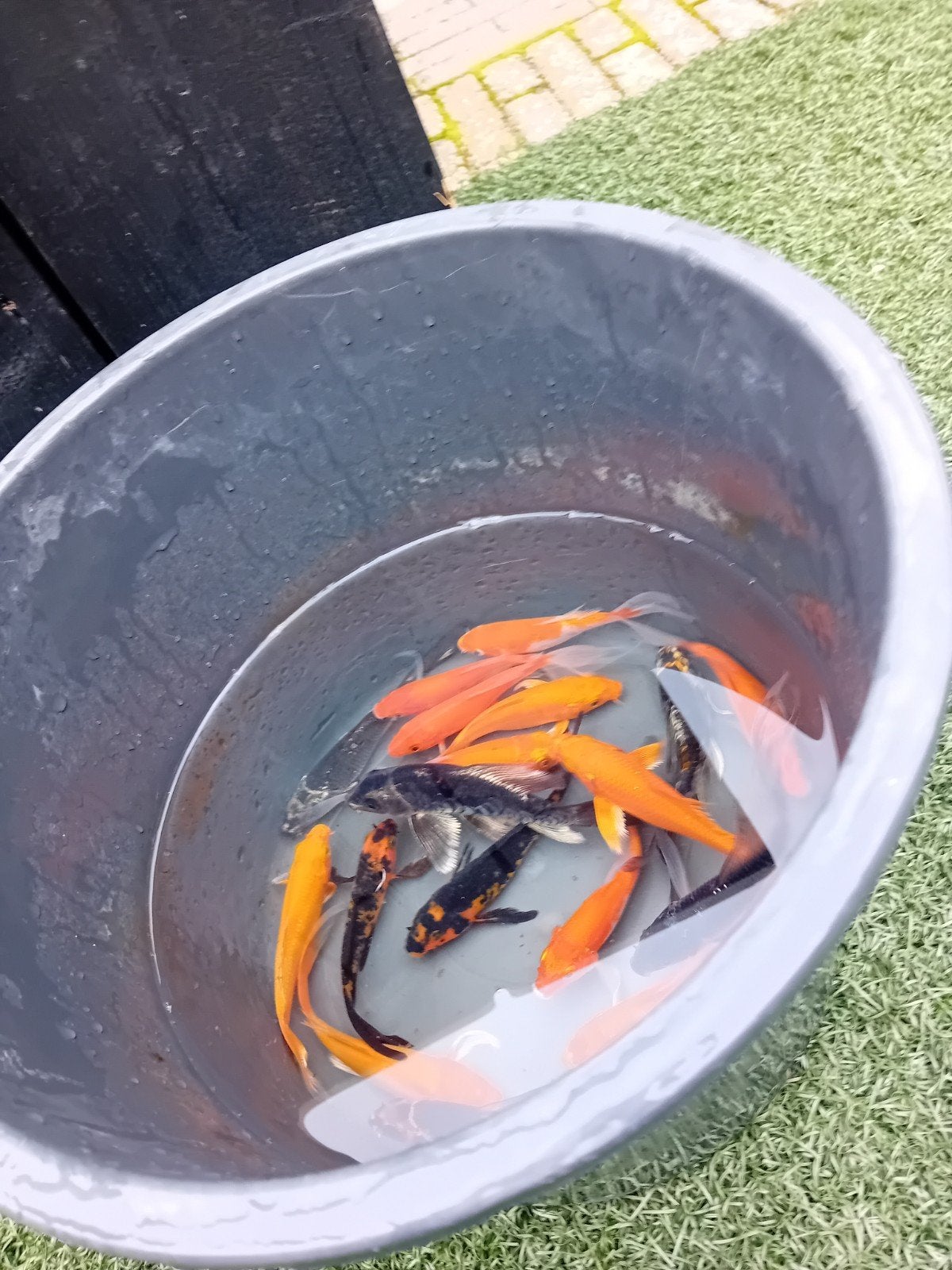 mooie sluierkois, Karper of Koi