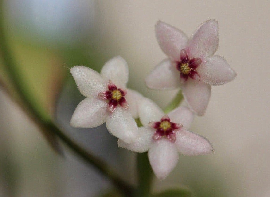 Hoya microstemma, Ophalen of Verzenden, Halfschaduw, Minder dan 100 cm