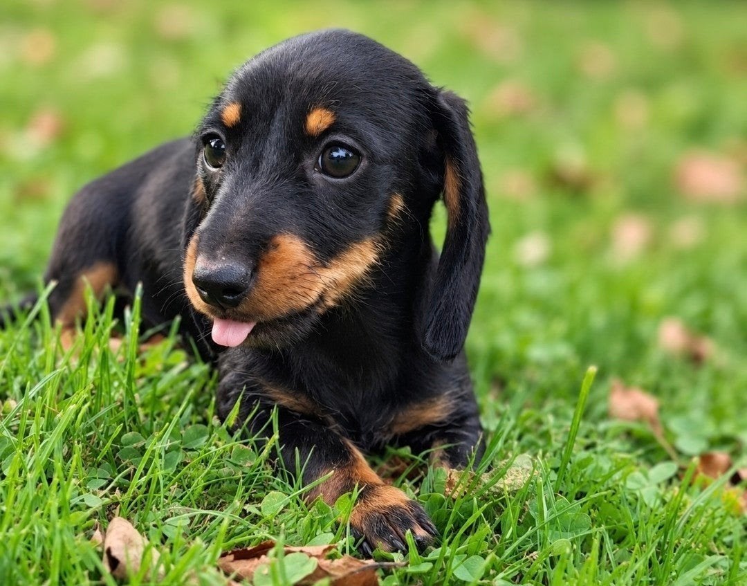 kruising ruwhaar gladhaar dwergteckel pups, 8 tot 15 weken, Meerdere, Meerdere dieren, Klein