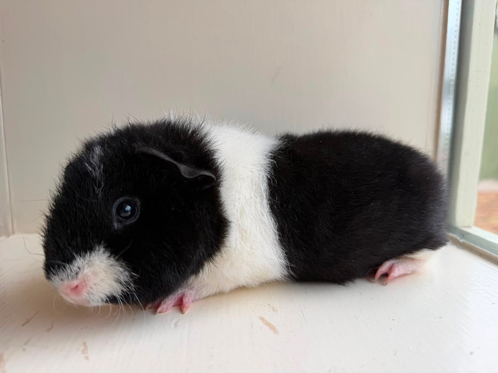 Raszuivere US Teddy Cavia's met stamboom, Dieren en Toebehoren, Knaagdieren, Cavia, April, Meerdere dieren, Tam