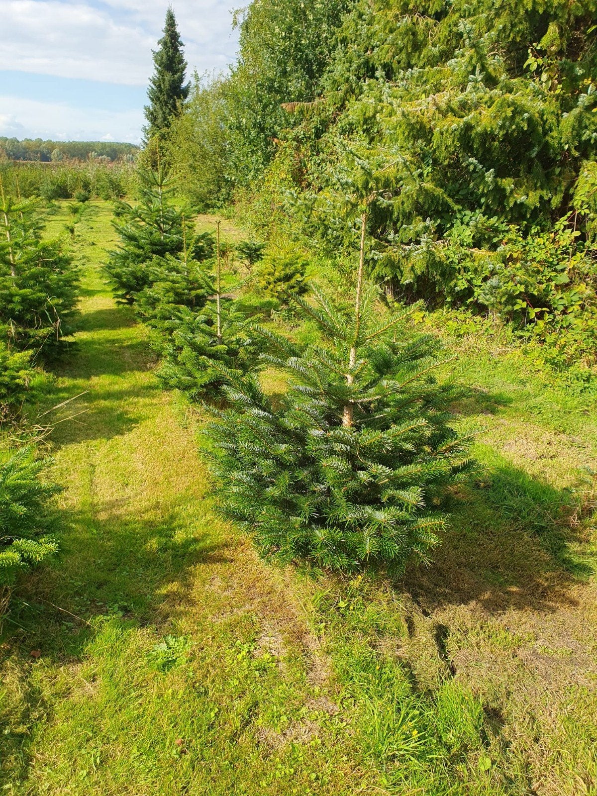 Biologisch Geteelde Kerstbomen - Nordmann en blauwspar, Tuin en Terras, Ophalen, Bloeit niet, Halfschaduw, Overige soorten