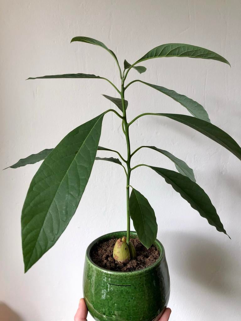Jonge avocado plant, Huis en Inrichting, Kamerplanten, Ophalen, In pot, Minder dan 100 cm, Groenteplant