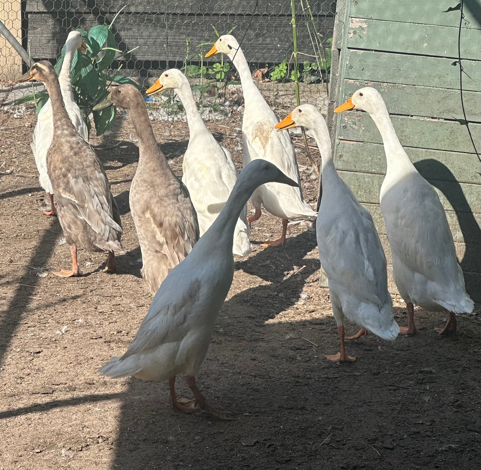 Groepje 8 geweldige loopeenden, Dieren en Toebehoren, Meerdere dieren, Eend