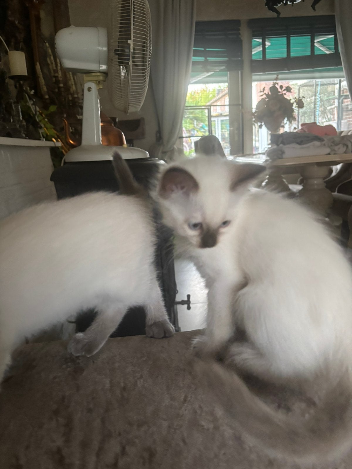 Ragdoll kittens kater, Meerdere dieren