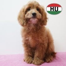 Cavapoo, schattige pups te koop, 15 weken tot 1 jaar, Handelaar, Buitenland, Meerdere