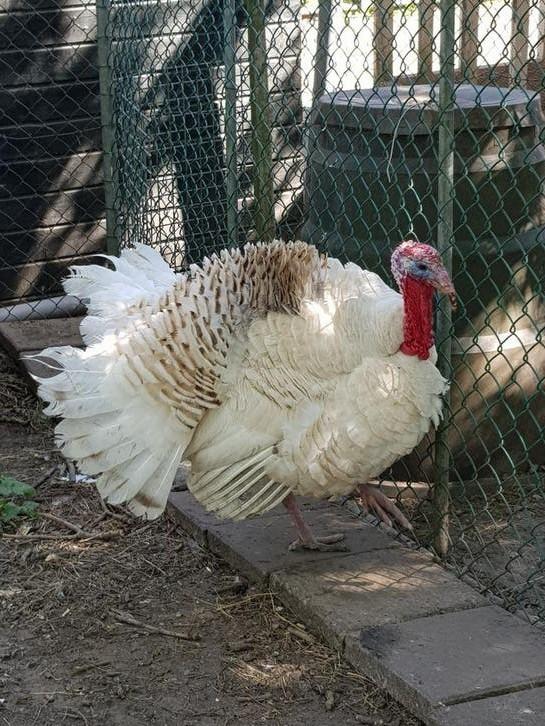 Kalkoen Haan, Mannelijk, Kalkoen