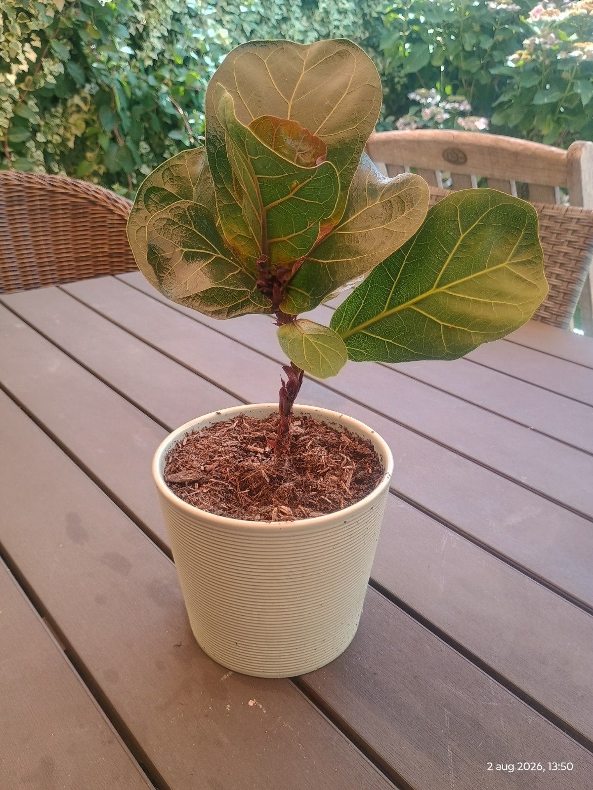 Ficus Lyrata 'Bambino' / Vioolbladplant inc mintgroene pot, Huis en Inrichting, Kamerplanten, Ophalen, Ficus, Halfschaduw, Minder dan 100 cm