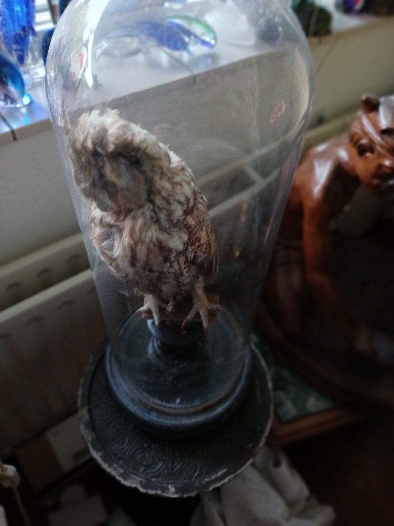 Opgezette uil, Verzamelen, Dierenverzamelingen, Ophalen of Verzenden, Zo goed als nieuw, Vogel, Opgezet dier