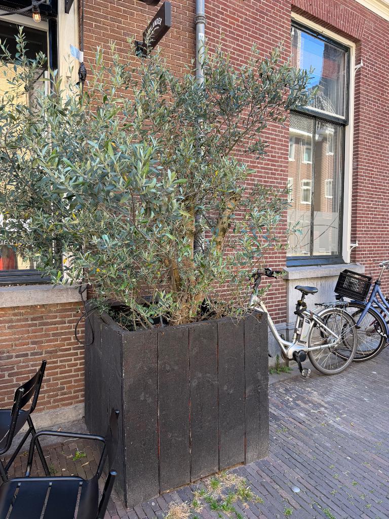 Grote olijfbomen inclusief houten bakken, Volle zon, Ophalen, Overige soorten, Bloeit niet