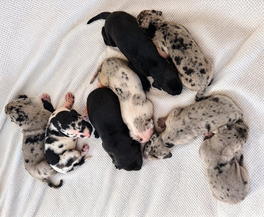 Prachtige Duitse Dog pups – vader & moeder aanwezig, 8 tot 15 weken, Meerdere, Nederland, Particulier