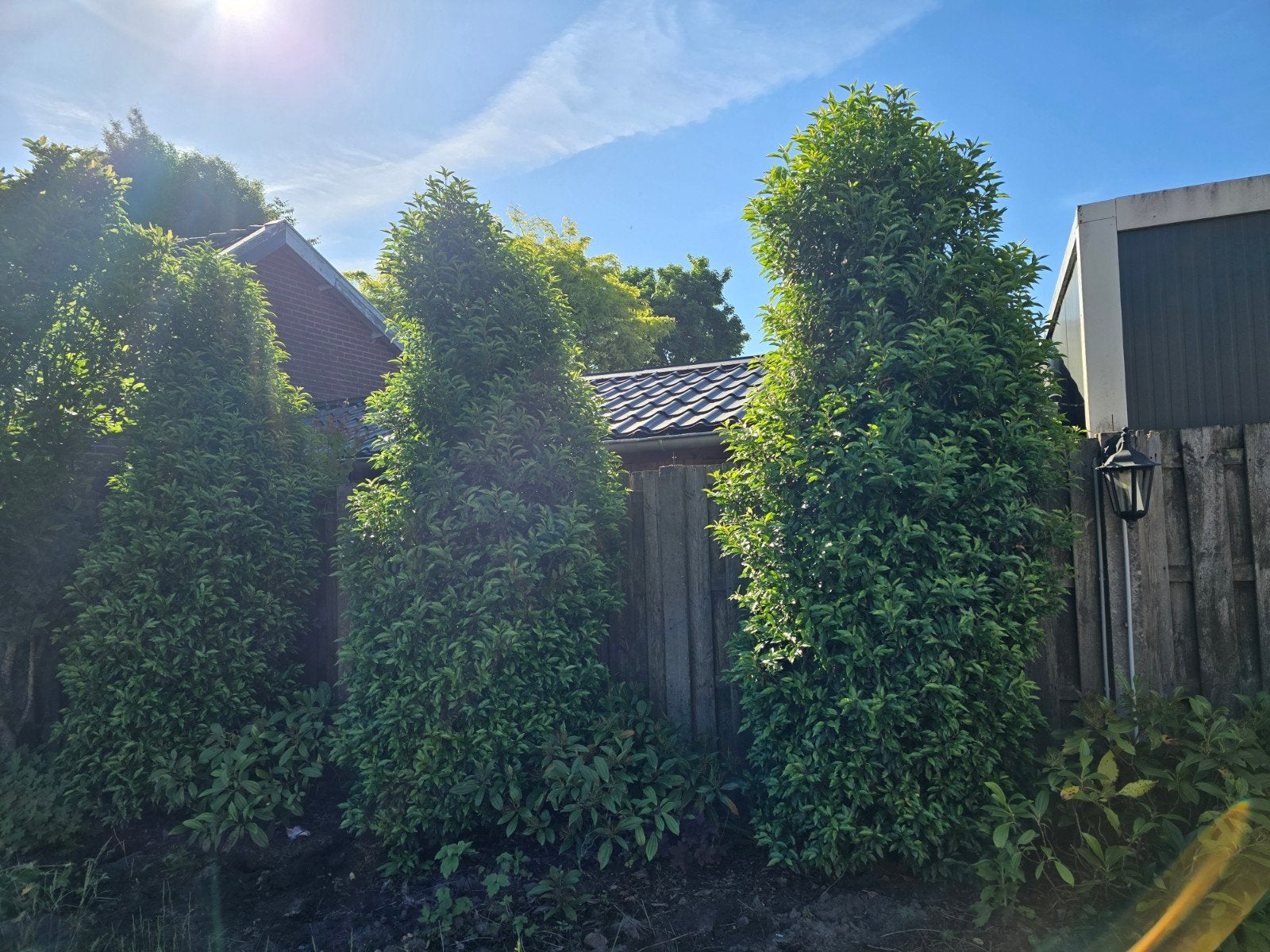 3x Portugese laurier gratis, Tuin en Terras, Planten | Struiken en Hagen, Ophalen, Laurier, 250 cm of meer