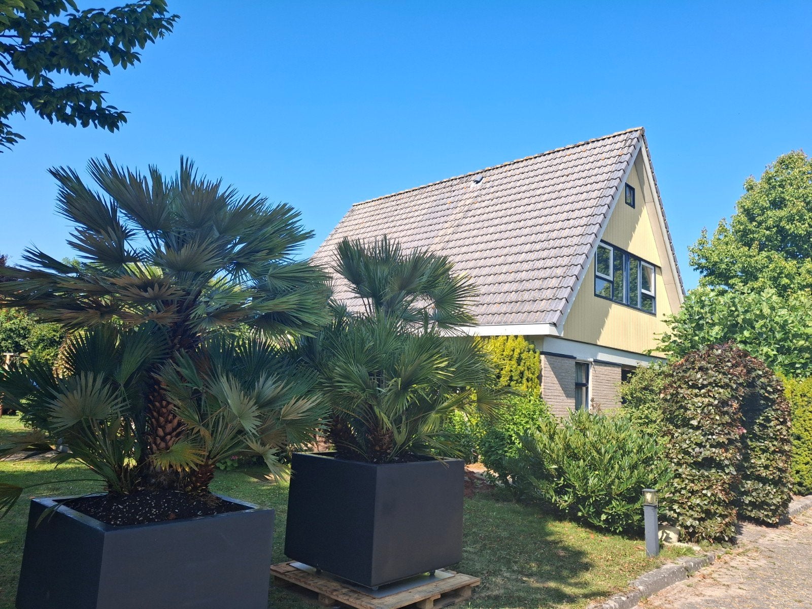 Bomen, Tuin en Terras, Planten | Bomen, Overige soorten, 100 tot 250 cm, Volle zon, Zomer, Ophalen of Verzenden