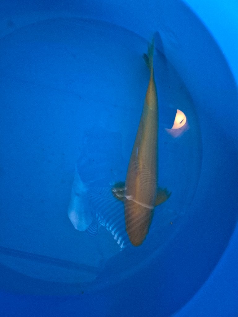 Mooie karashigoi, Dieren en Toebehoren, Karper of Koi