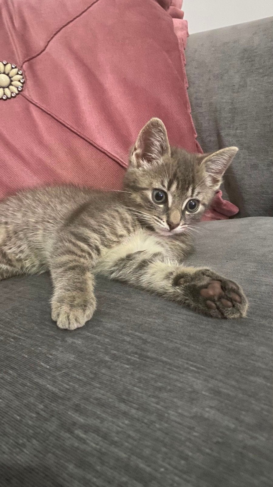 Kitten Grijs, Ophalen of Verzenden, Zo goed als nieuw