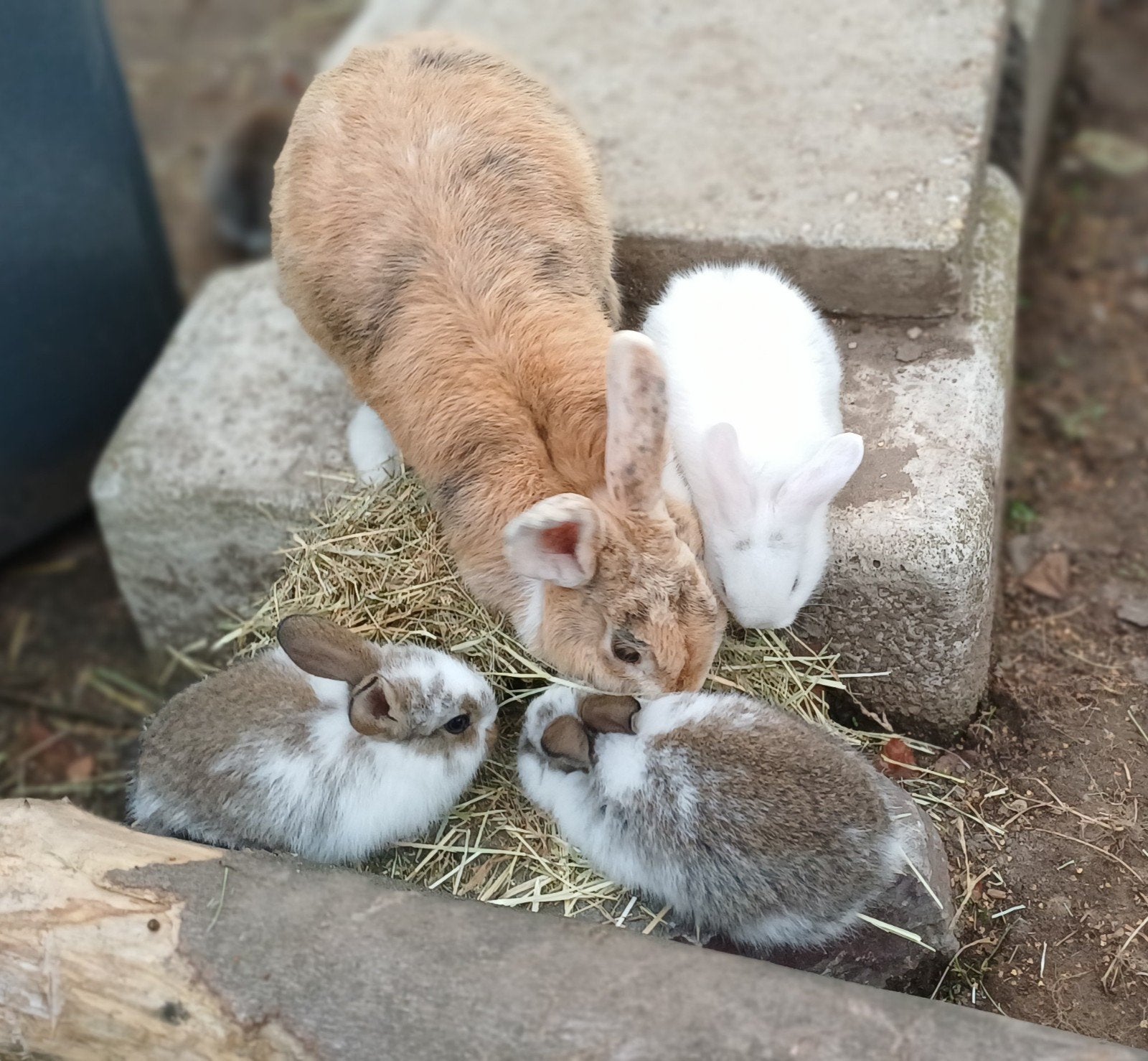 Mooie lieve babykonijntjes incl vaccinatie, Dieren en Toebehoren, Meerdere dieren, Klein