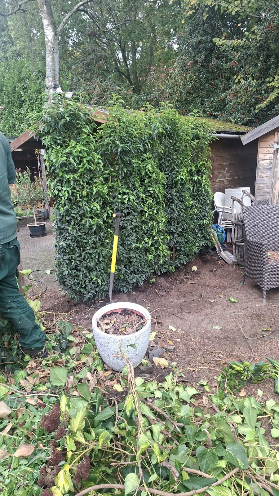 Portugees laurier prunus lusitanica 175-200 cm zeer mooi €45, Ophalen, Bloeit niet, Halfschaduw, Overige soorten