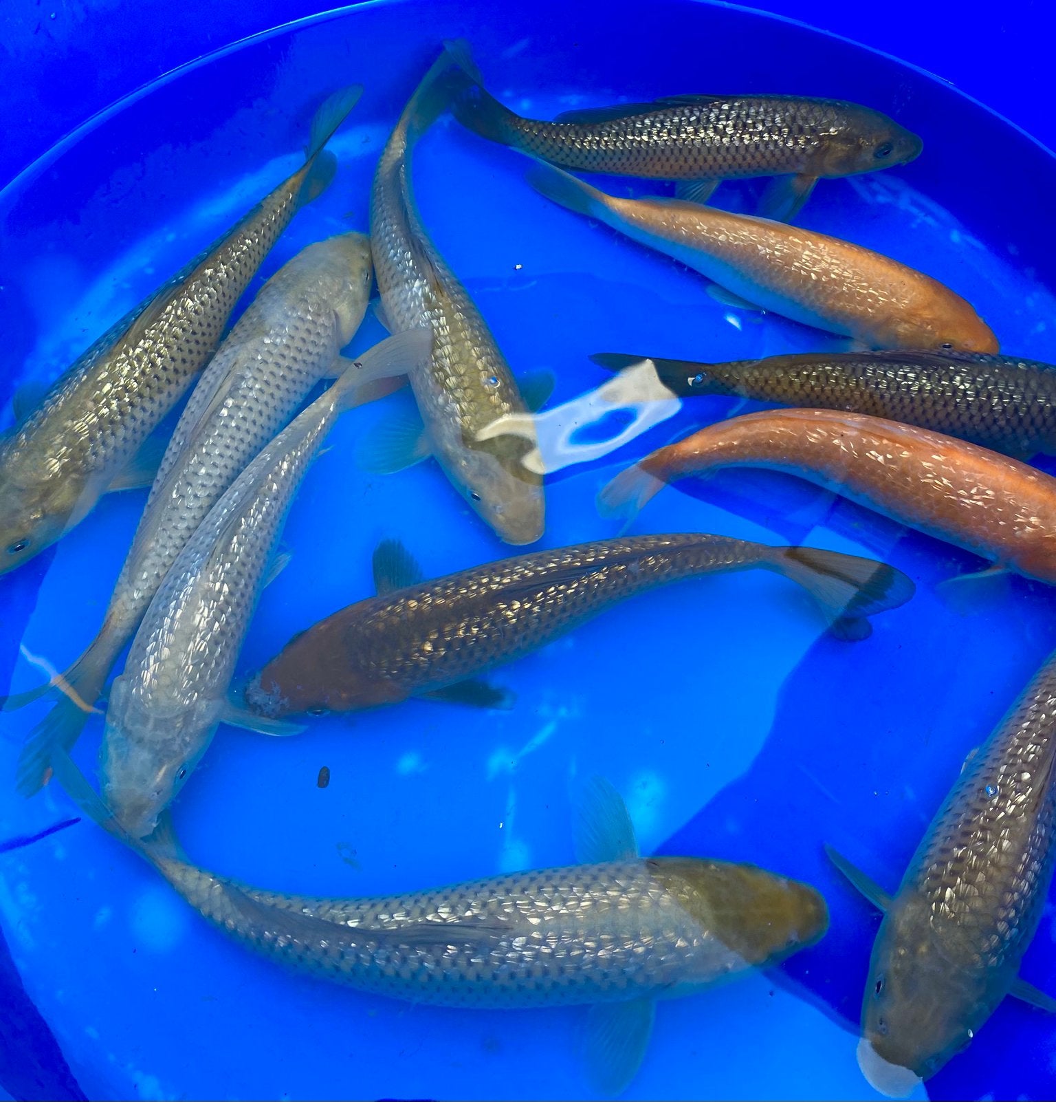 Marusei Tosai 26-30cm. Ginrin Chagoi/Soragoi/ Red Karashigoi, Karper of Koi