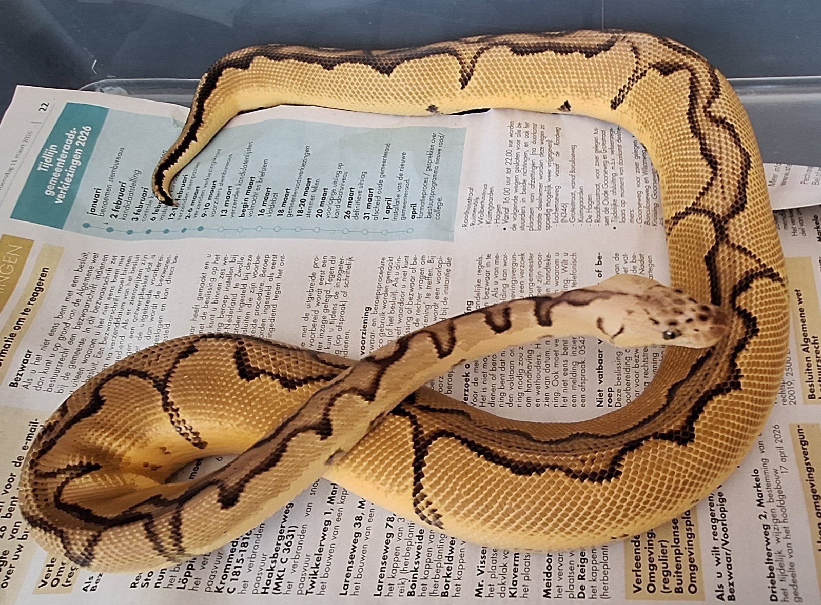 Enchi pastel clown Ball Python - female for sale from SC