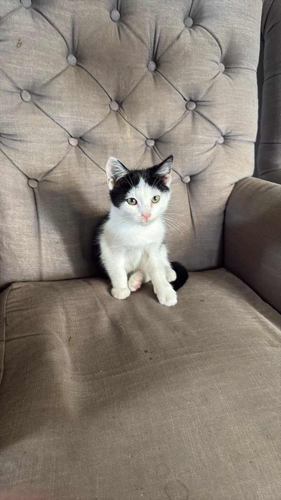 Lieve kitten te koop!, Kater, Kortharig, 0 tot 2 jaar