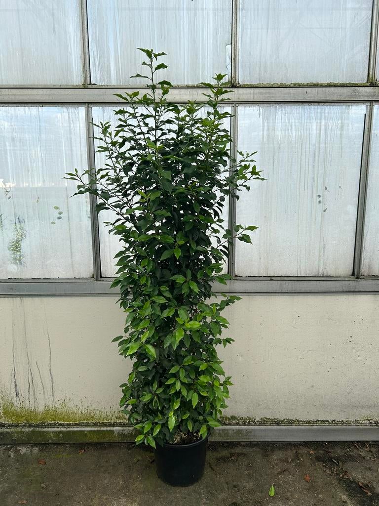 Grote portugese laurier prunus lusitanica angustifolia, Tuin en Terras, Ophalen of Verzenden, Laurier, Haag, 100 tot 250 cm