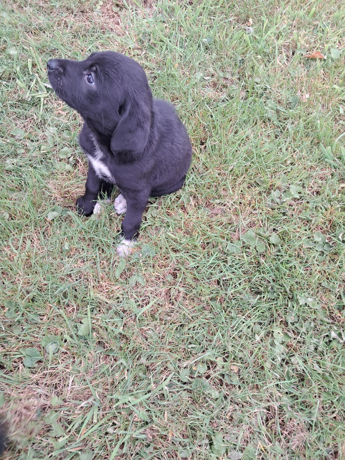 Puppies Nu nog 1 teefje en een reutje, Dieren en Toebehoren, 8 tot 15 weken, Meerdere, Meerdere dieren, Middel