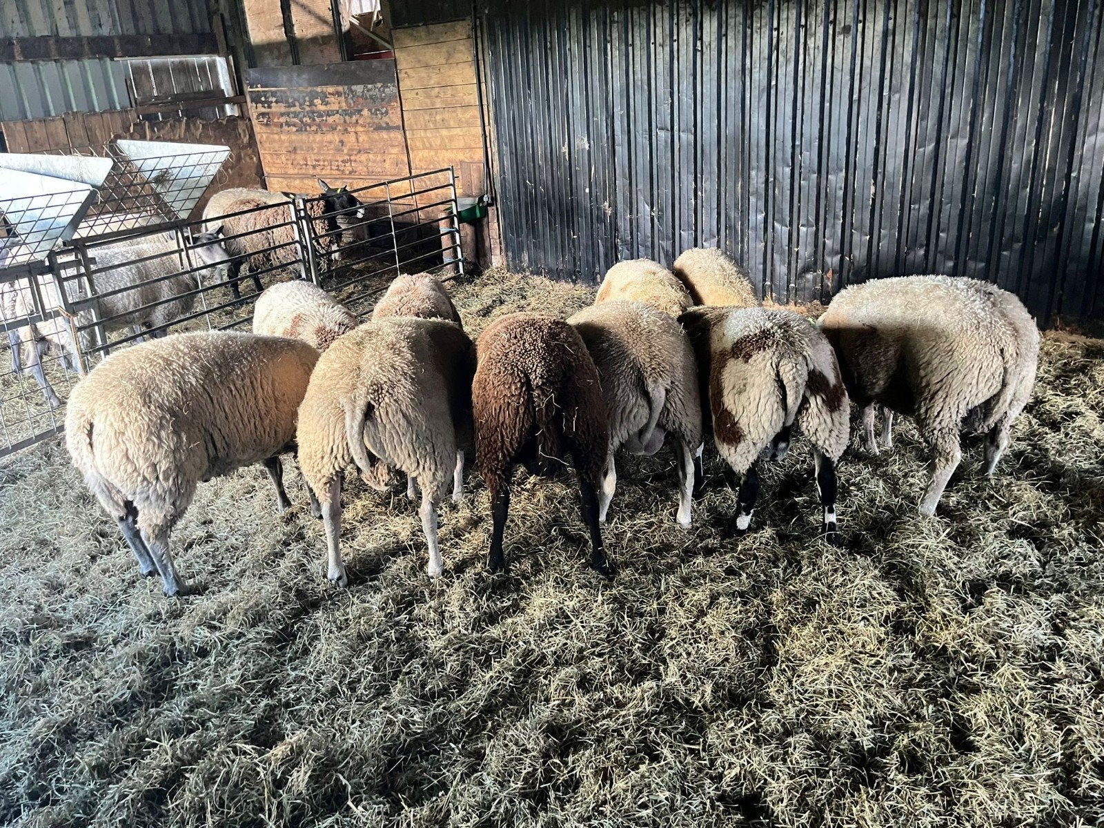 Diverse Dekrammen, Mannelijk, Schaap, 0 tot 2 jaar