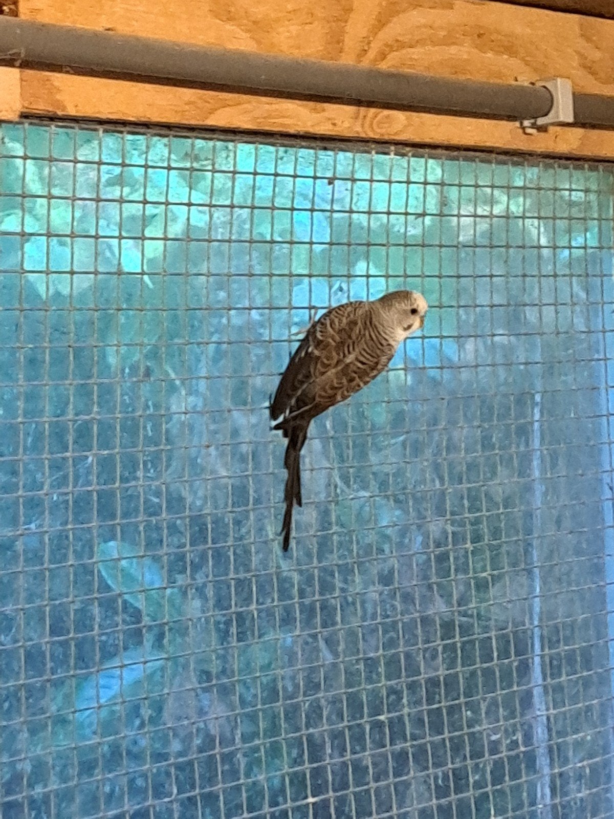 blackwing grasparkiet, Dieren en Toebehoren, Mannelijk, Parkiet, Geringd
