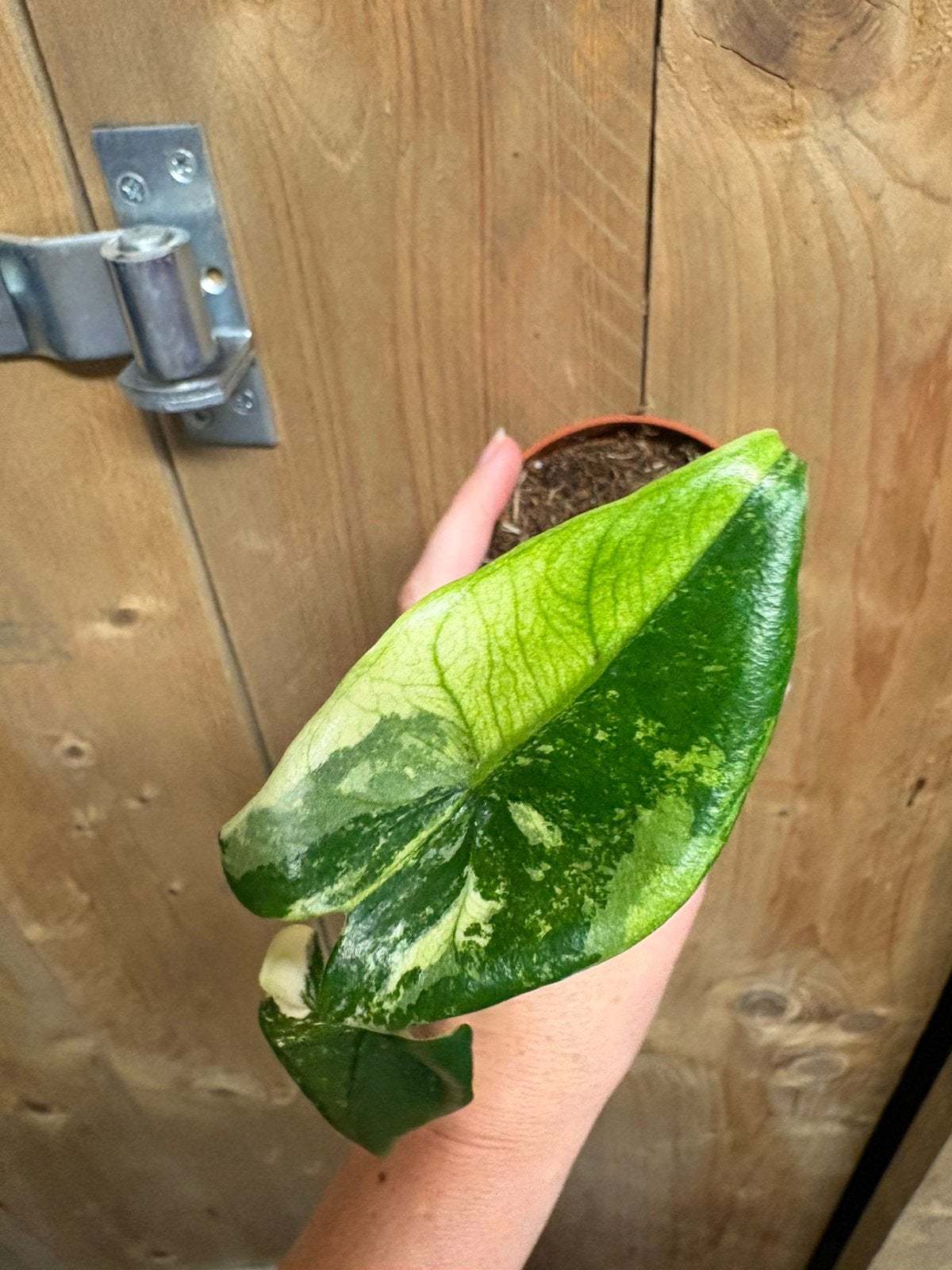Alocasia zebrina variegata plant mint albo white wit, Ophalen of Verzenden, Halfschaduw, Minder dan 100 cm