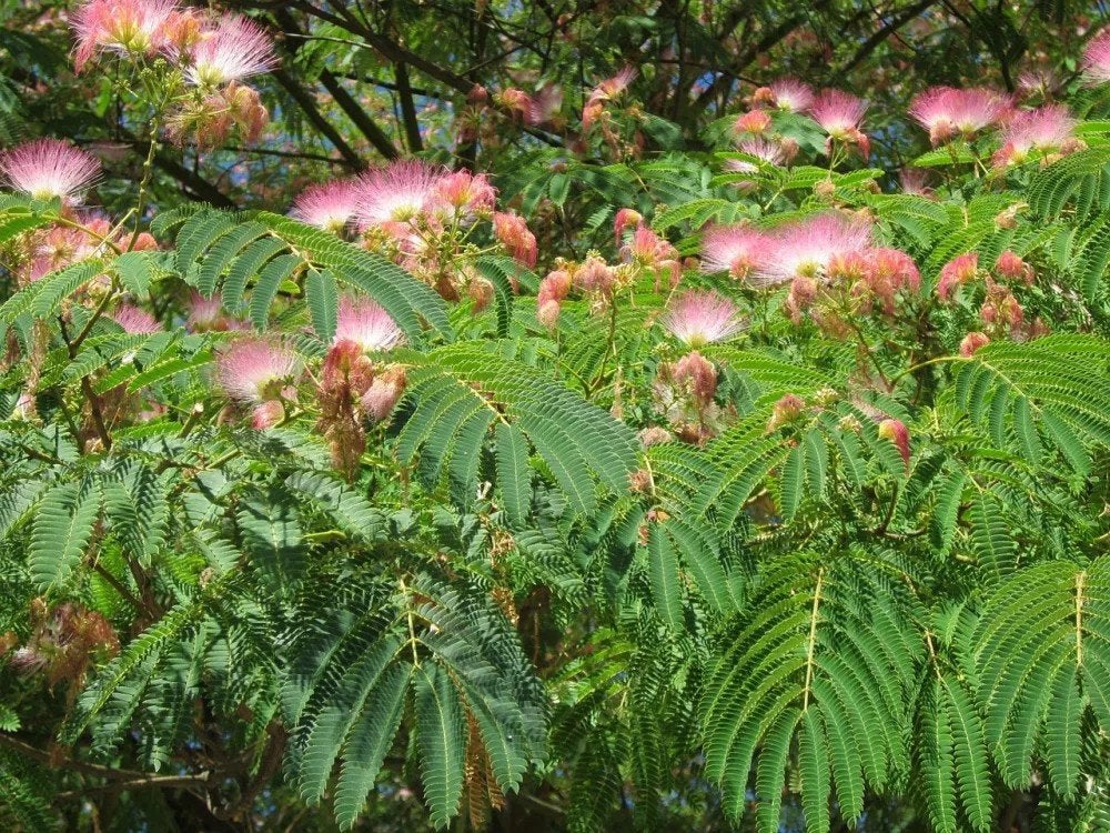 Perzische slaapboom/Albizia julibrissin E.H. Wilson te koop, Tuin en Terras, Overige soorten, Zomer, 400 cm of meer, Ophalen