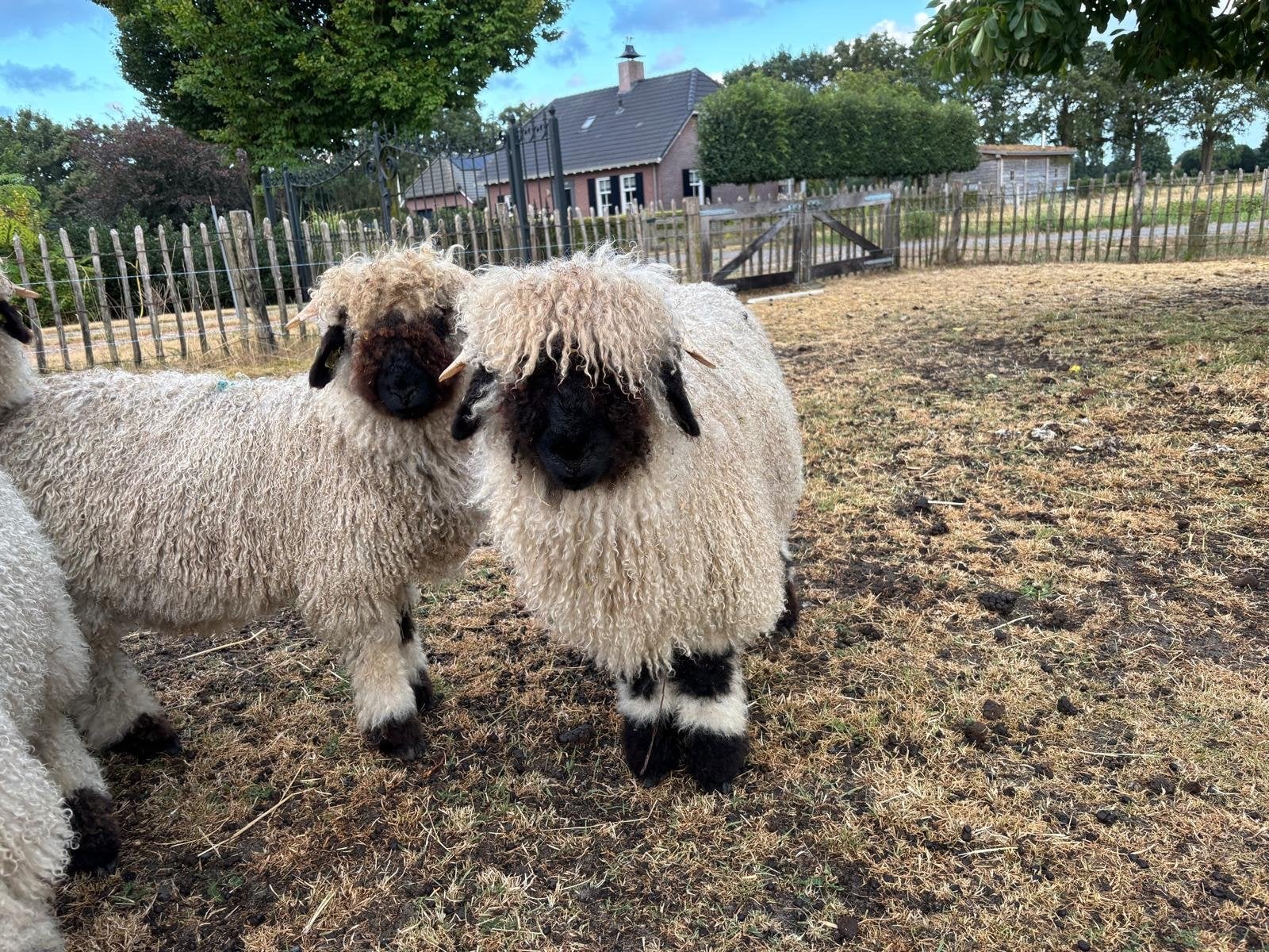 3 stamboek walliser schwarznase ramlammeren, Dieren en Toebehoren, Mannelijk, Schaap, 0 tot 2 jaar
