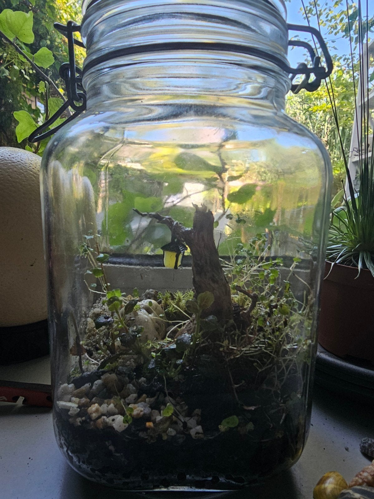 Uniek handgemaakt terrarium met levende planten, Groen, Overige stijlen, Ophalen of Verzenden, Zo goed als nieuw