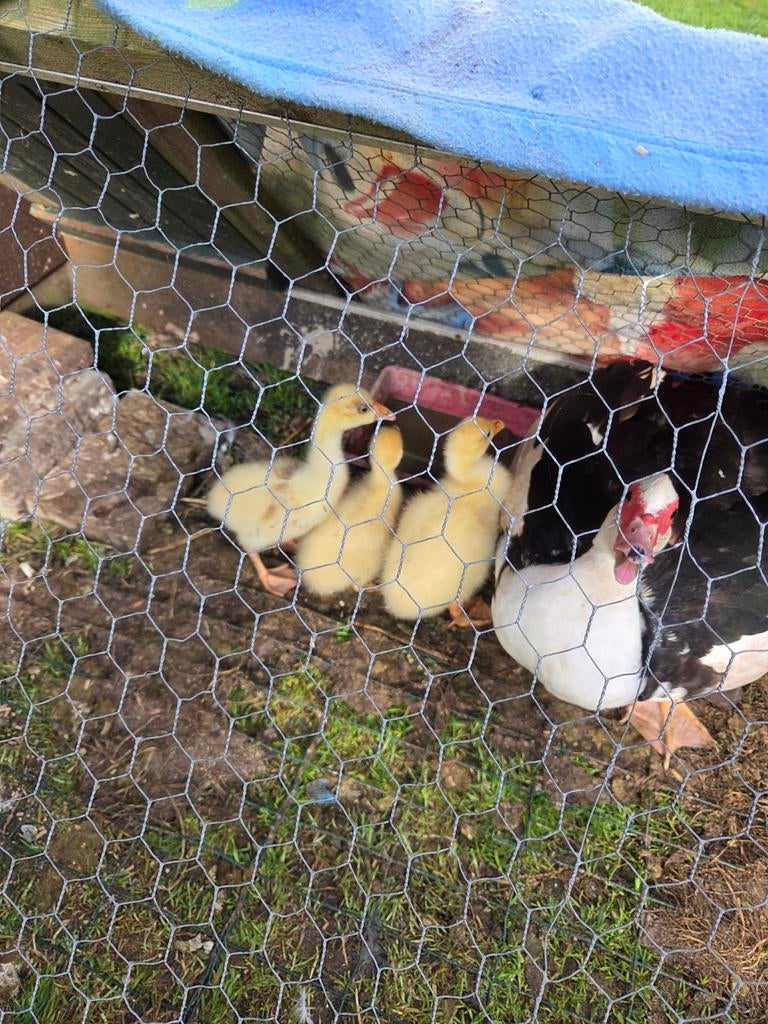Chinese Knobbelgans kuikens, Dieren en Toebehoren, Pluimvee, Meerdere dieren, Kip
